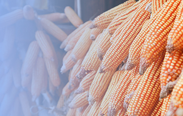  淀粉洗涤复合酶