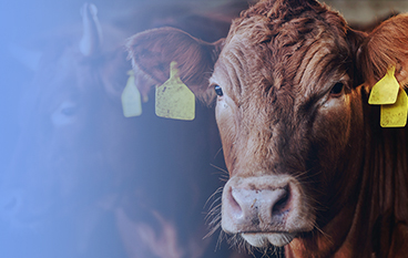  瑞达状（反刍）